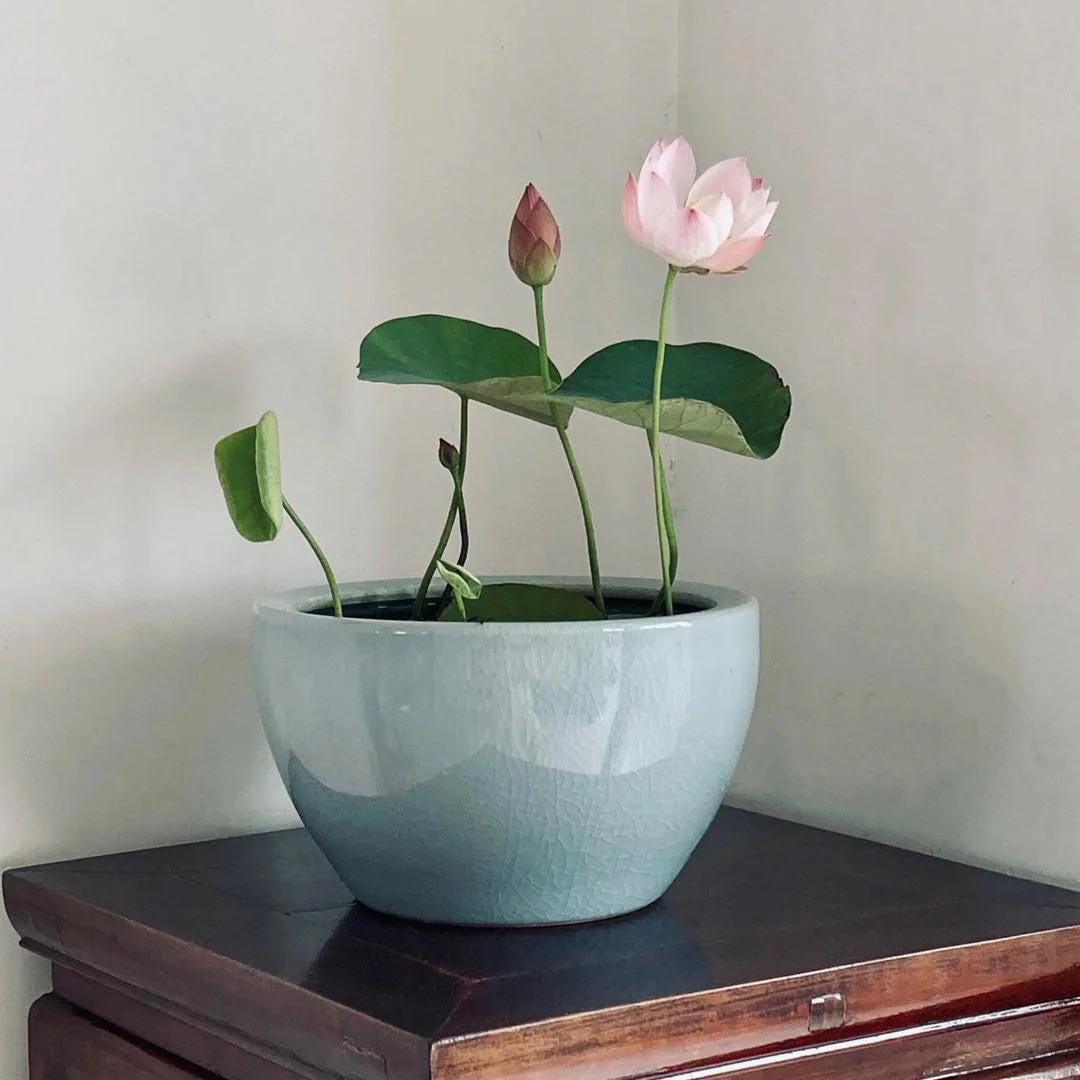 Pink Holy Lotus Seeds, Nelumbo for Indoor and Outdoor Gardening, Pond Bowl Aquarium Decor, Frost Hardy Perennial