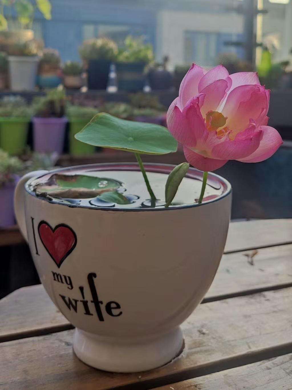 Pink Holy Lotus Seeds, Nelumbo for Indoor and Outdoor Gardening, Pond Bowl Aquarium Decor, Frost Hardy Perennial