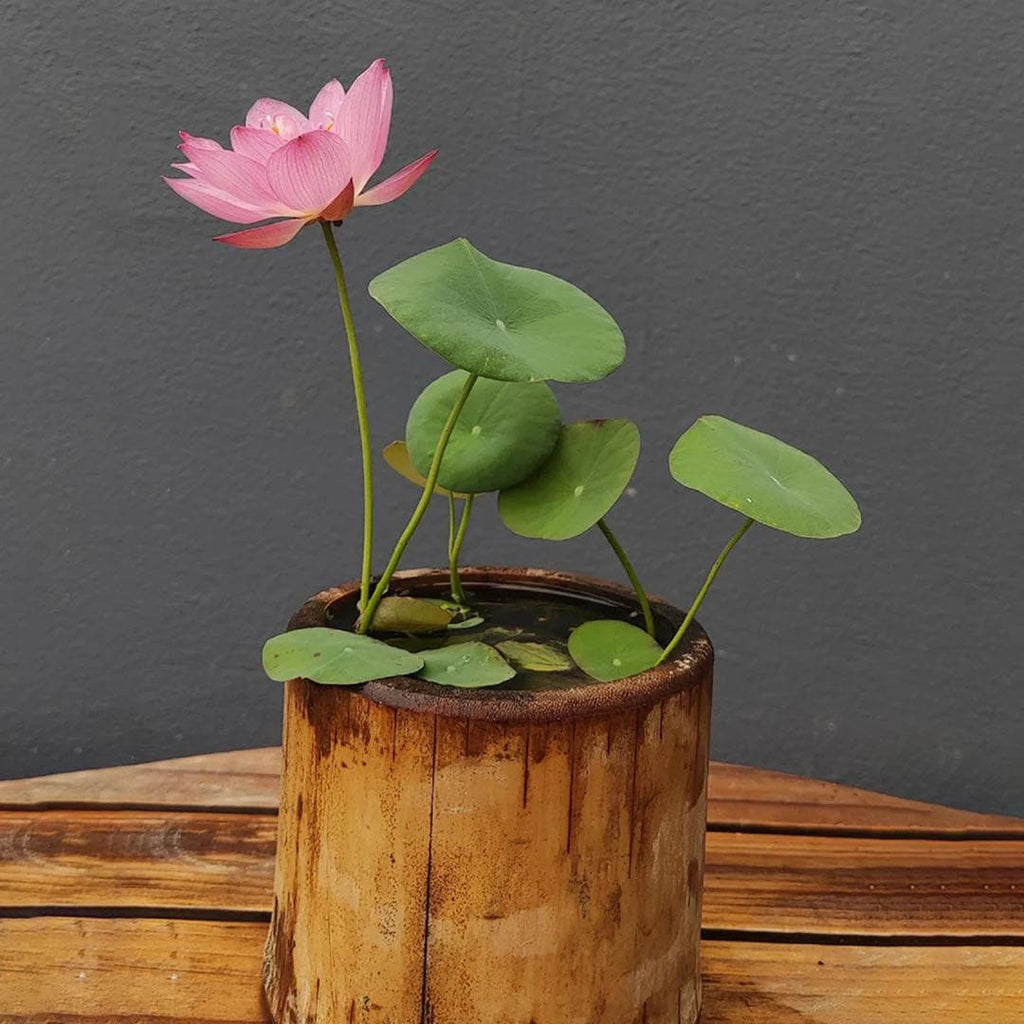 Pink Holy Lotus Seeds, Nelumbo for Indoor and Outdoor Gardening, Pond Bowl Aquarium Decor, Frost Hardy Perennial