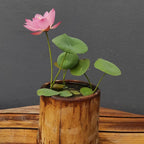 Pink Holy Lotus Seeds, Nelumbo for Indoor and Outdoor Gardening, Pond Bowl Aquarium Decor, Frost Hardy Perennial
