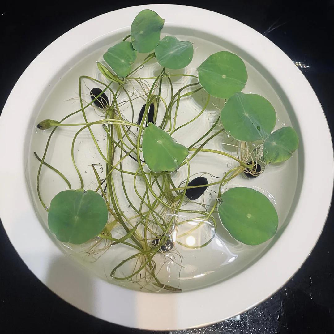 Pink Holy Lotus Seeds, Nelumbo for Indoor and Outdoor Gardening, Pond Bowl Aquarium Decor, Frost Hardy Perennial