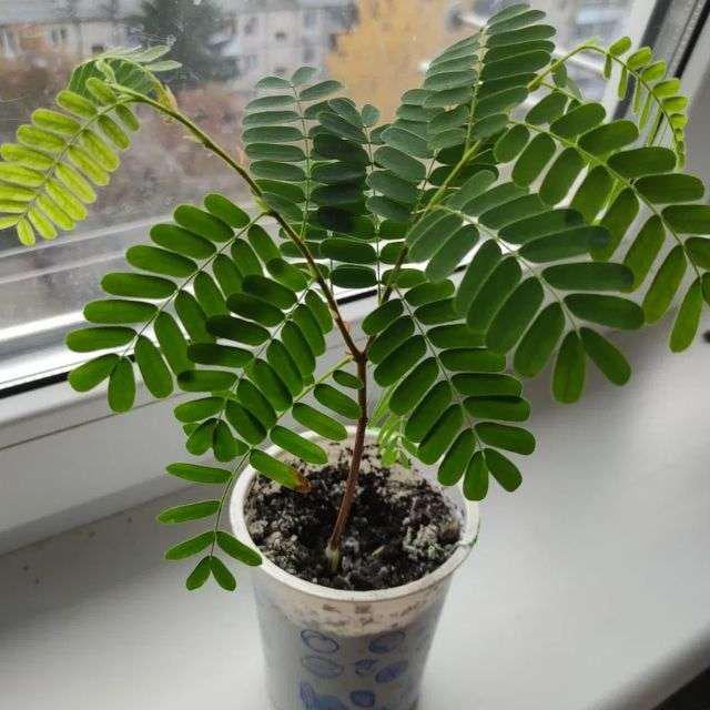 Tamarind Bonsai Tree Seeds: DIY Organic Gardening, Tamarindus indica, Easy to Grow with Simple Instructions