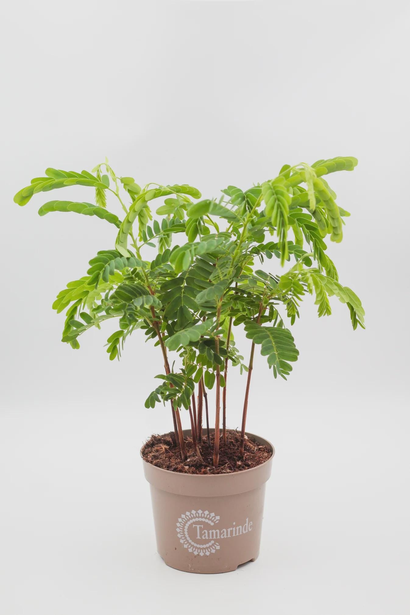 Tamarind Bonsai Tree Seeds: DIY Organic Gardening, Tamarindus indica, Easy to Grow with Simple Instructions