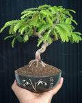 Tamarind Bonsai Tree Seeds: DIY Organic Gardening, Tamarindus indica, Easy to Grow with Simple Instructions