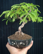 Tamarind Bonsai Tree Seeds: DIY Organic Gardening, Tamarindus indica, Easy to Grow with Simple Instructions
