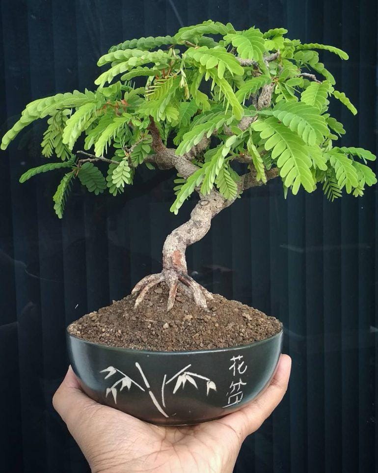 Tamarind Bonsai Tree Seeds: DIY Organic Gardening, Tamarindus indica, Easy to Grow with Simple Instructions