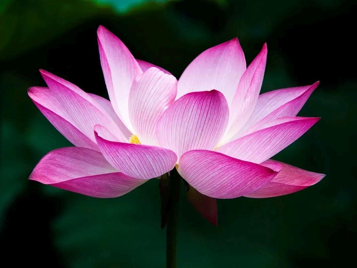 Pink Holy Lotus Seeds, Nelumbo for Indoor and Outdoor Gardening, Pond Decor, Frost Hardy Perennial