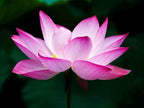 Pink Holy Lotus Seeds, Nelumbo for Indoor and Outdoor Gardening, Pond Bowl Aquarium Decor, Frost Hardy Perennial
