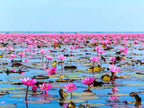 Pink Holy Lotus Seeds, Nelumbo for Indoor and Outdoor Gardening, Pond Decor, Frost Hardy Perennial