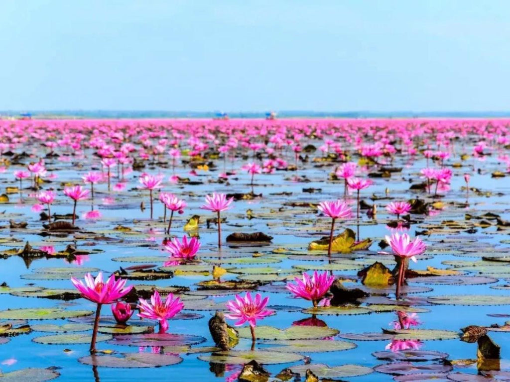Pink Holy Lotus Seeds, Nelumbo for Indoor and Outdoor Gardening, Pond Decor, Frost Hardy Perennial
