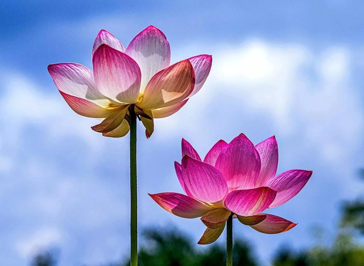 Pink Holy Lotus Seeds, Nelumbo for Indoor and Outdoor Gardening, Pond Bowl Aquarium Decor, Frost Hardy Perennial