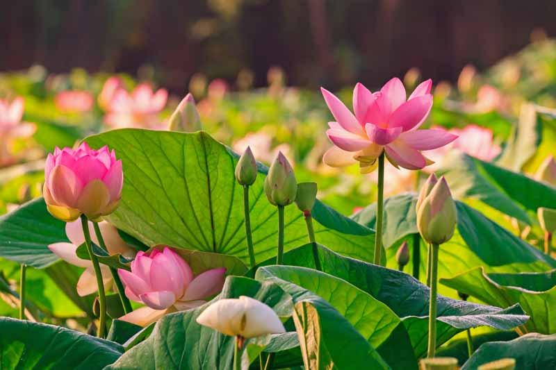 Pink Holy Lotus Seeds, Nelumbo for Indoor and Outdoor Gardening, Pond Decor, Frost Hardy Perennial