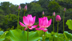 Pink Holy Lotus Seeds, Nelumbo for Indoor and Outdoor Gardening, Pond Decor, Frost Hardy Perennial