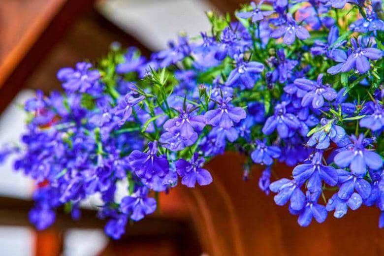 Trailing Purple Blue Lobelia Flower Seeds, Easy to Grow, Saphir Sapphire, with Simple Instructions, Create a Beautiful Hanging Basket