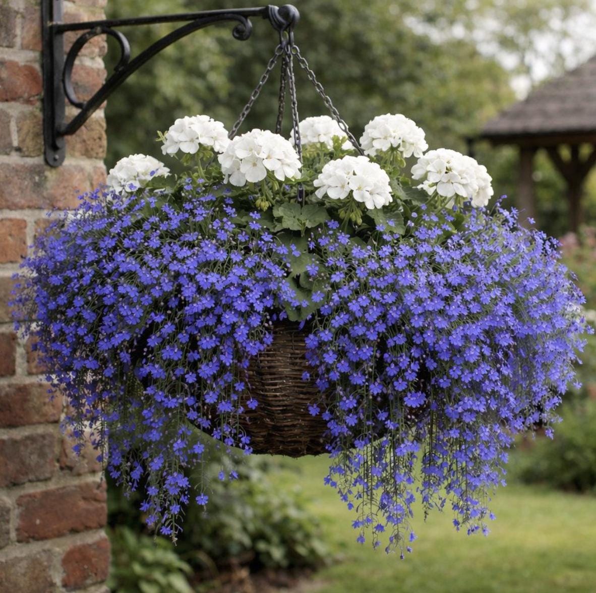Trailing Purple Blue Lobelia Flower Seeds, Easy to Grow, Saphir Sapphire, with Simple Instructions, Create a Beautiful Hanging Basket