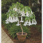 Brugmansia Trompet Tree Seeds: Organic Gardening, Indoor & Outdoor Flowering Plant, Easy Care, Angel's Trumpets