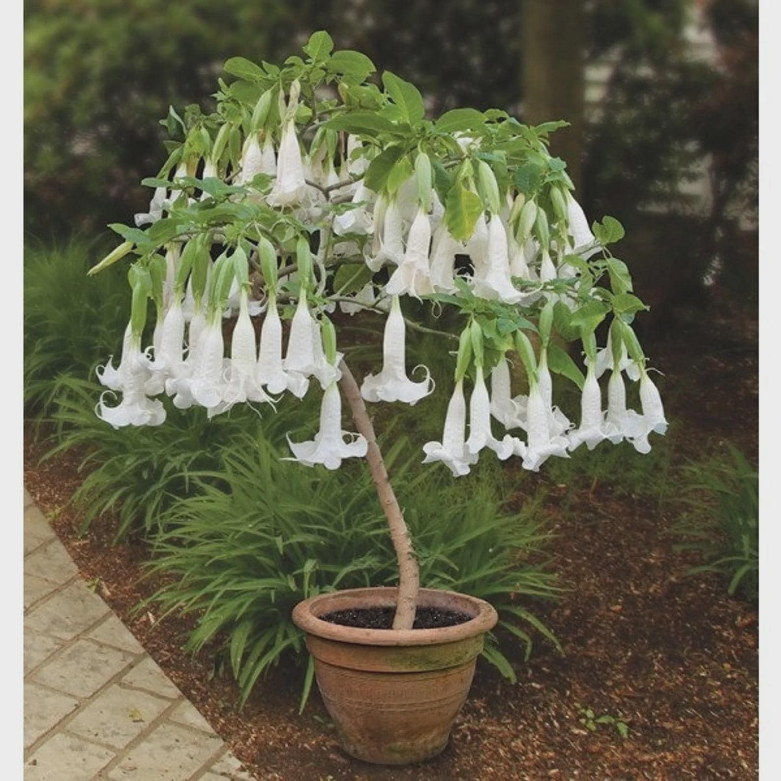 Brugmansia Trompet Tree Seeds: Organic Gardening, Indoor & Outdoor Flowering Plant, Easy Care, Angel's Trumpets