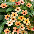 Colourful Black Eyed Susan Seeds: Thunbergia Flowering Plant, Spanish Eyes, African Sunset, Climbing Vining Flowers, Easy to Grow