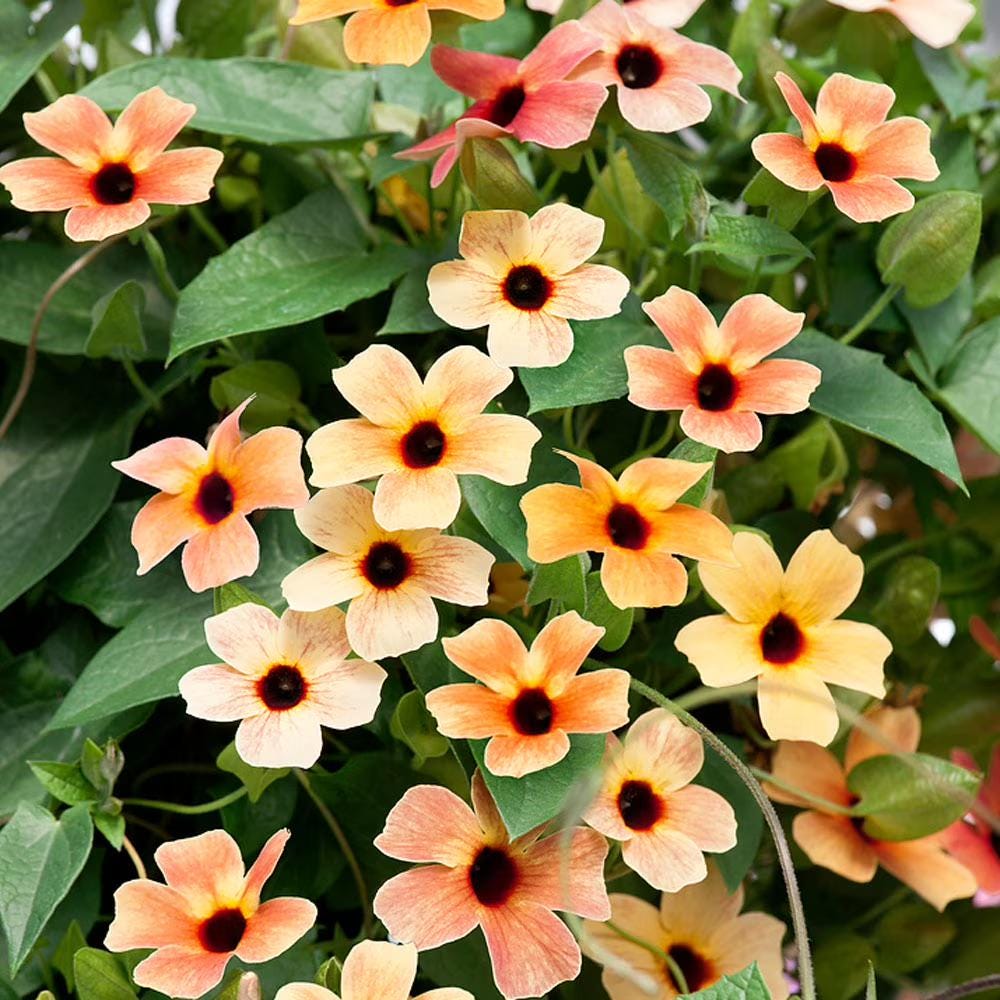Colourful Black Eyed Susan Seeds: Thunbergia Flowering Plant, Spanish Eyes, African Sunset, Climbing Vining Flowers, Easy to Grow