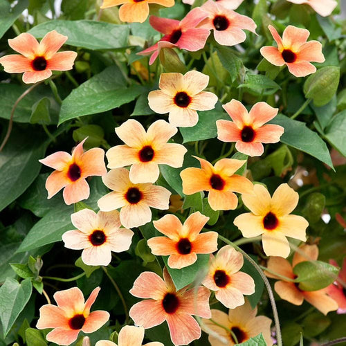 Colourful Black Eyed Susan Seeds: Thunbergia Flowering Plant, Spanish Eyes, African Sunset, Climbing Vining Flowers, Easy to Grow