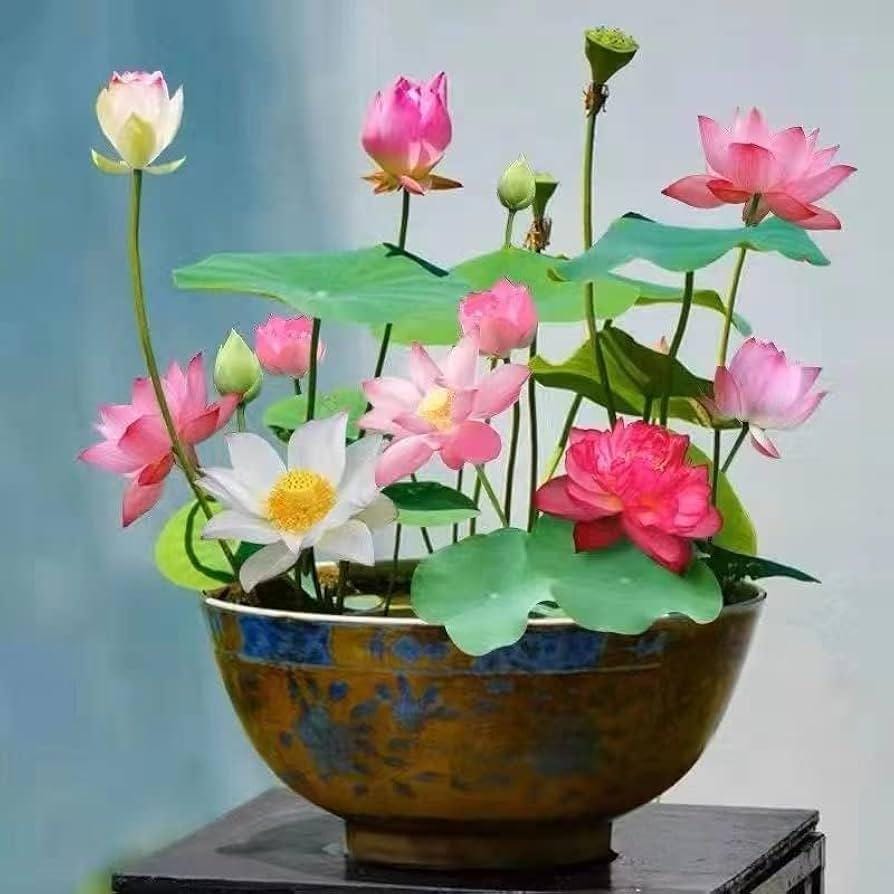 Pink Holy Lotus Seeds, Nelumbo for Indoor and Outdoor Gardening, Pond Bowl Aquarium Decor, Frost Hardy Perennial