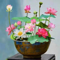 Pink Holy Lotus Seeds, Nelumbo for Indoor and Outdoor Gardening, Pond Bowl Aquarium Decor, Frost Hardy Perennial