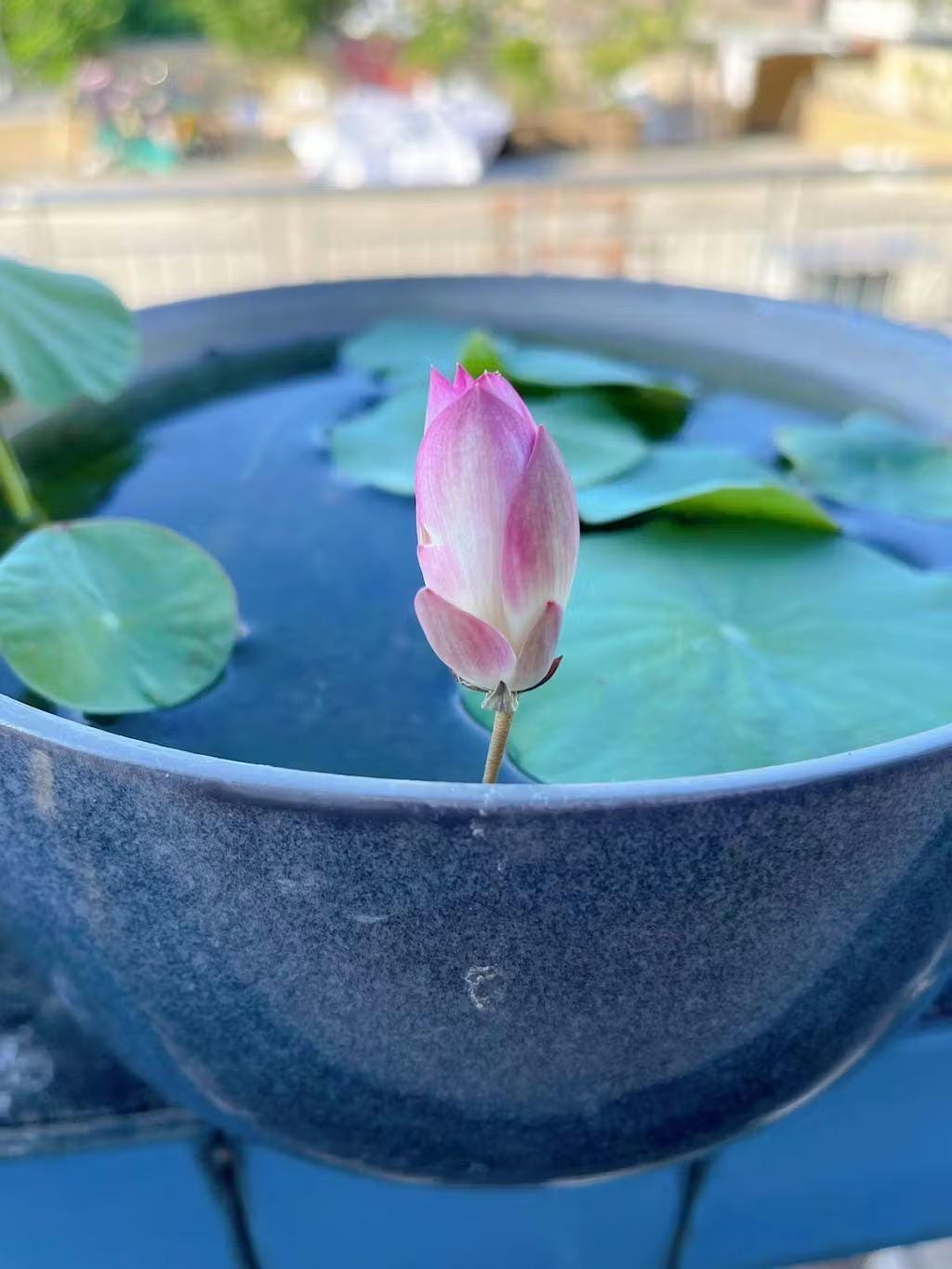 Pink Holy Lotus Seeds, Nelumbo for Indoor and Outdoor Gardening, Pond Bowl Aquarium Decor, Frost Hardy Perennial
