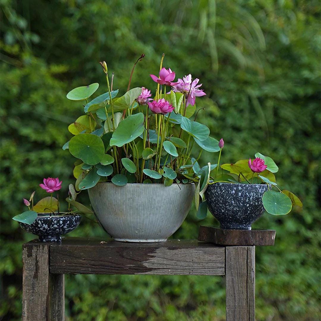 Pink Holy Lotus Seeds, Nelumbo for Indoor and Outdoor Gardening, Pond Bowl Aquarium Decor, Frost Hardy Perennial
