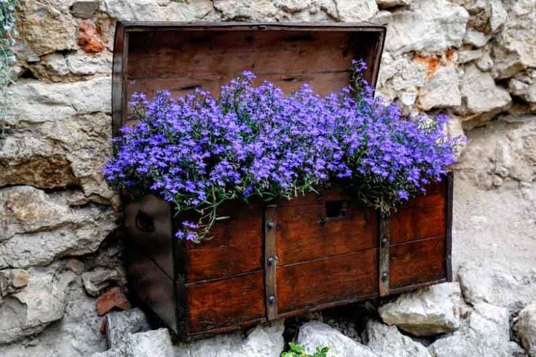 Trailing Purple Blue Lobelia Flower Seeds, Easy to Grow, Saphir Sapphire, with Simple Instructions, Create a Beautiful Hanging Basket