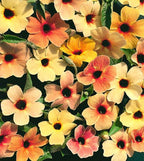 Colourful Black Eyed Susan Seeds: Thunbergia Flowering Plant, Spanish Eyes, African Sunset, Climbing Vining Flowers, Easy to Grow