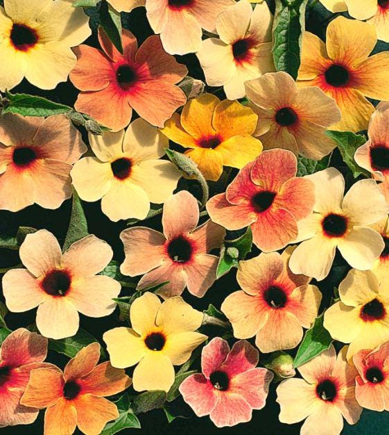 Colourful Black Eyed Susan Seeds: Thunbergia Flowering Plant, Spanish Eyes, African Sunset, Climbing Vining Flowers, Easy to Grow