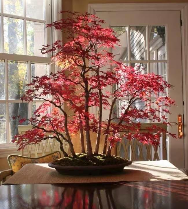 Red Maple Bonsai Tree Seeds: Acer Perennial for Indoor and Outdoor Gardening, Frost Hardy Perennial