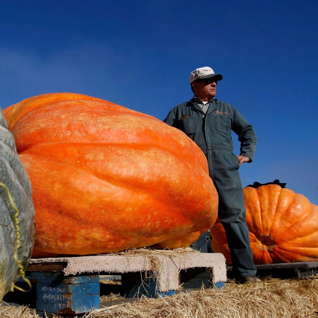 XXL Atlantic Giant Pumpkin Seeds: Grow Record Size Pumpkins! Easy to Grow with Simple Instructions