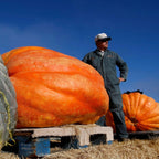 XXL Atlantic Giant Pumpkin Seeds: Grow Record Size Pumpkins! Easy to Grow with Simple Instructions