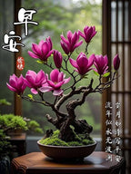 Magnolia Bonsai seeds, Grow Your Own Flowering Magnolia Mini Tree, with Simple Instructions, Frost Hardy Perennial