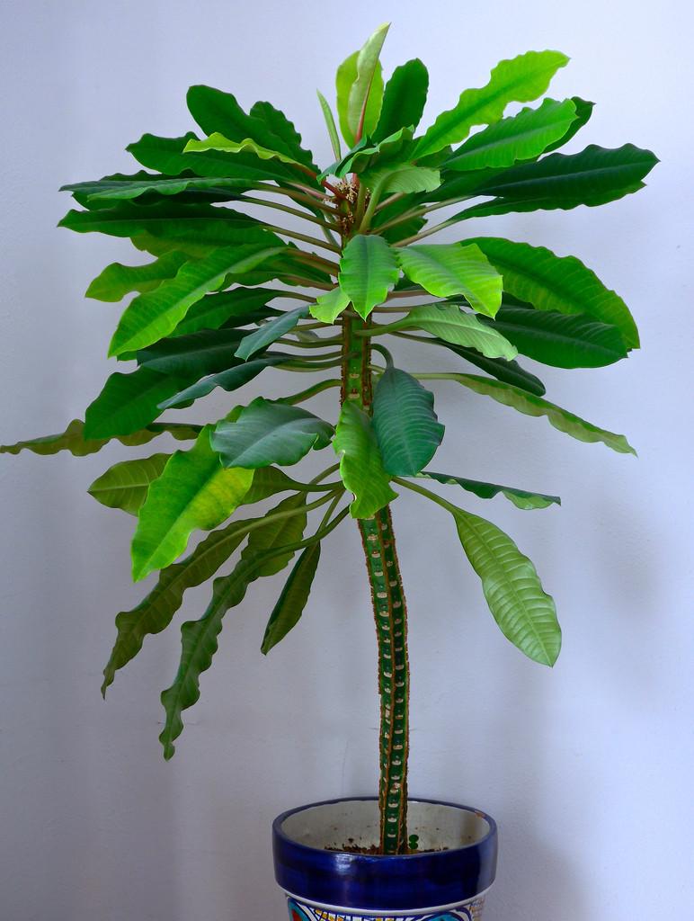 Madagascar Jewel Seeds: Organic House Plant, Euphorbia, Easy to Grow, with Simple Instructions