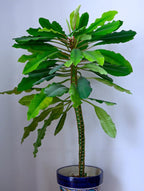 Madagascar Jewel Seeds: Organic House Plant, Euphorbia, Easy to Grow, with Simple Instructions
