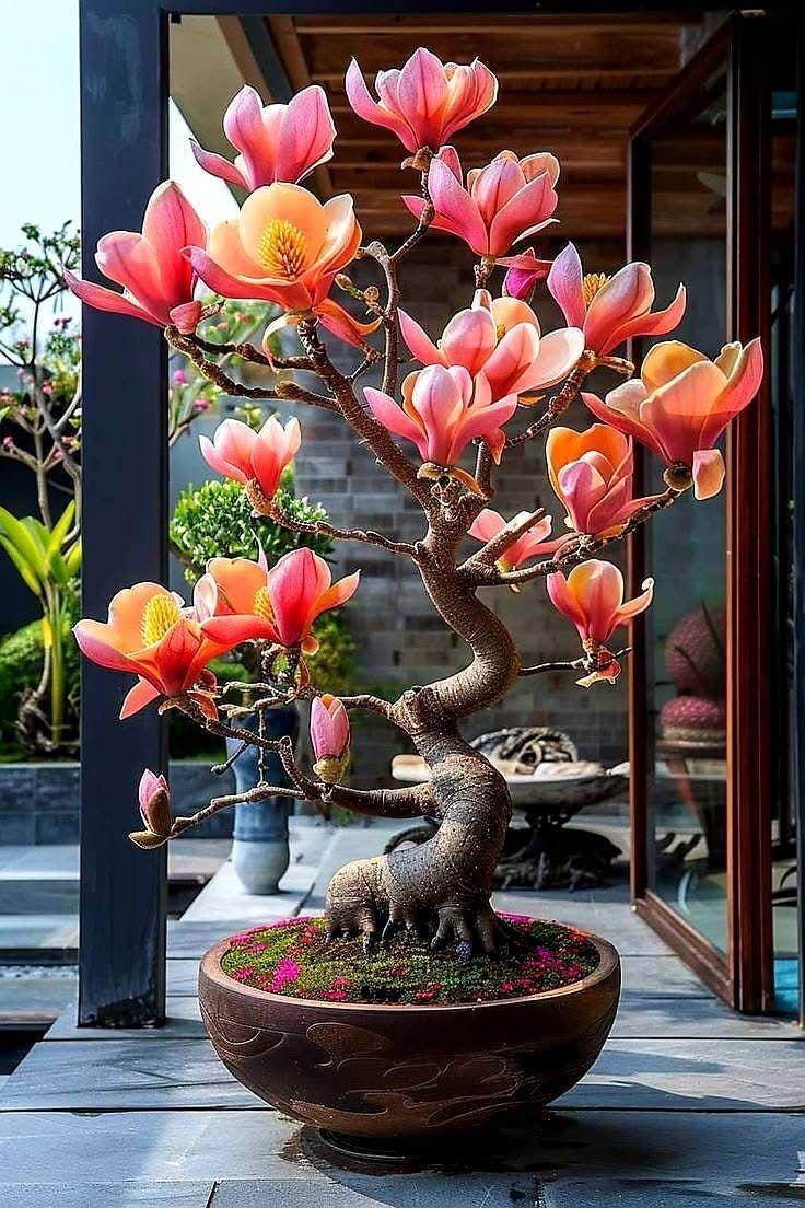 Magnolia Bonsai seeds, Grow Your Own Flowering Magnolia Mini Tree, with Simple Instructions, Frost Hardy Perennial
