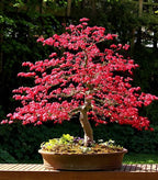 3 Bonsai Tree Species Seeds, Easy to Grow Perennials, Pink Cherry Blossom Sakura, Red Maple and Purple Blue Wisteria, Package Deal Gift Set