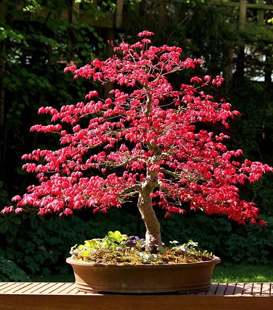 3 Bonsai Tree Species Seeds, Easy to Grow Perennials, Pink Cherry Blossom Sakura, Red Maple and Purple Blue Wisteria, Package Deal Gift Set