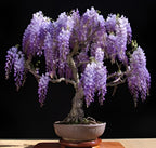 3 Bonsai Tree Species Seeds, Easy to Grow Perennials, Pink Cherry Blossom Sakura, Red Maple and Purple Blue Wisteria, Package Deal Gift Set