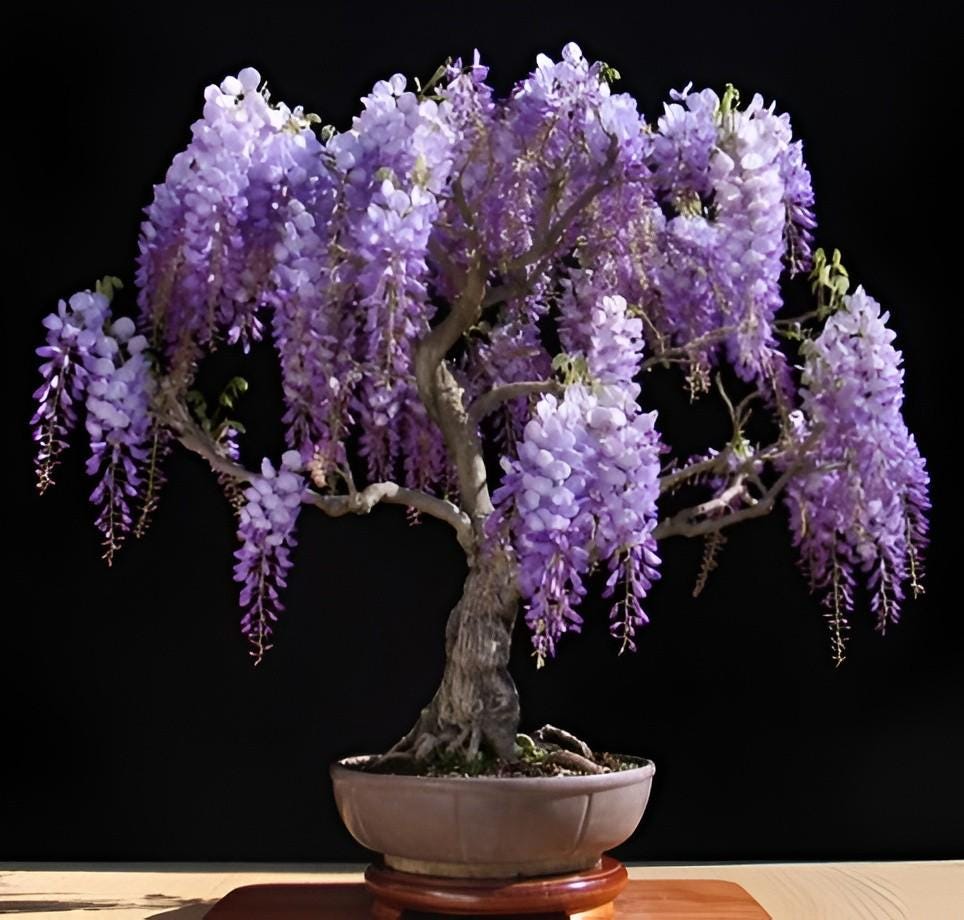 3 Bonsai Tree Species Seeds, Easy to Grow Perennials, Pink Cherry Blossom Sakura, Red Maple and Purple Blue Wisteria, Package Deal Gift Set