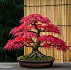 3 Bonsai Tree Species Seeds, Easy to Grow Perennials, Pink Cherry Blossom Sakura, Red Maple and Purple Blue Wisteria, Package Deal Gift Set