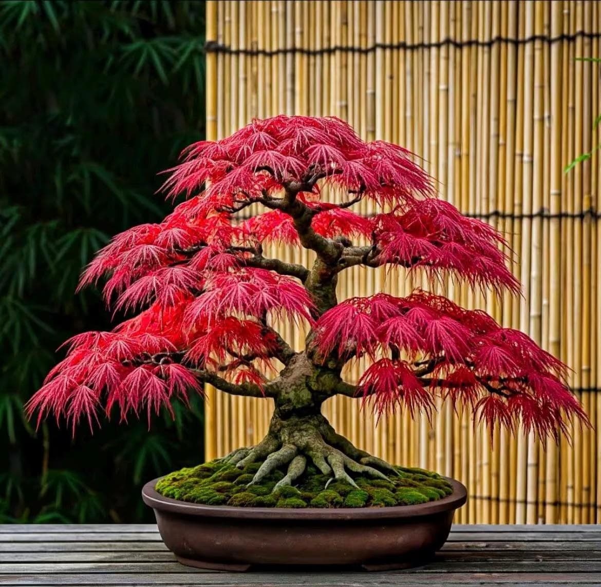 3 Bonsai Tree Species Seeds, Easy to Grow Perennials, Pink Cherry Blossom Sakura, Red Maple and Purple Blue Wisteria, Package Deal Gift Set