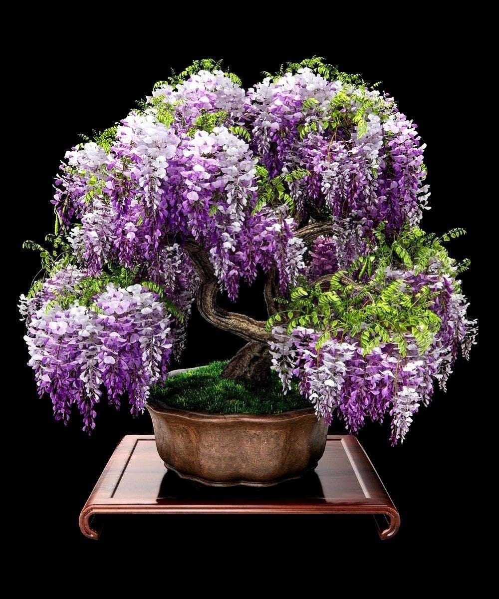 3 Bonsai Tree Species Seeds, Easy to Grow Perennials, Pink Cherry Blossom Sakura, Red Maple and Purple Blue Wisteria, Package Deal Gift Set