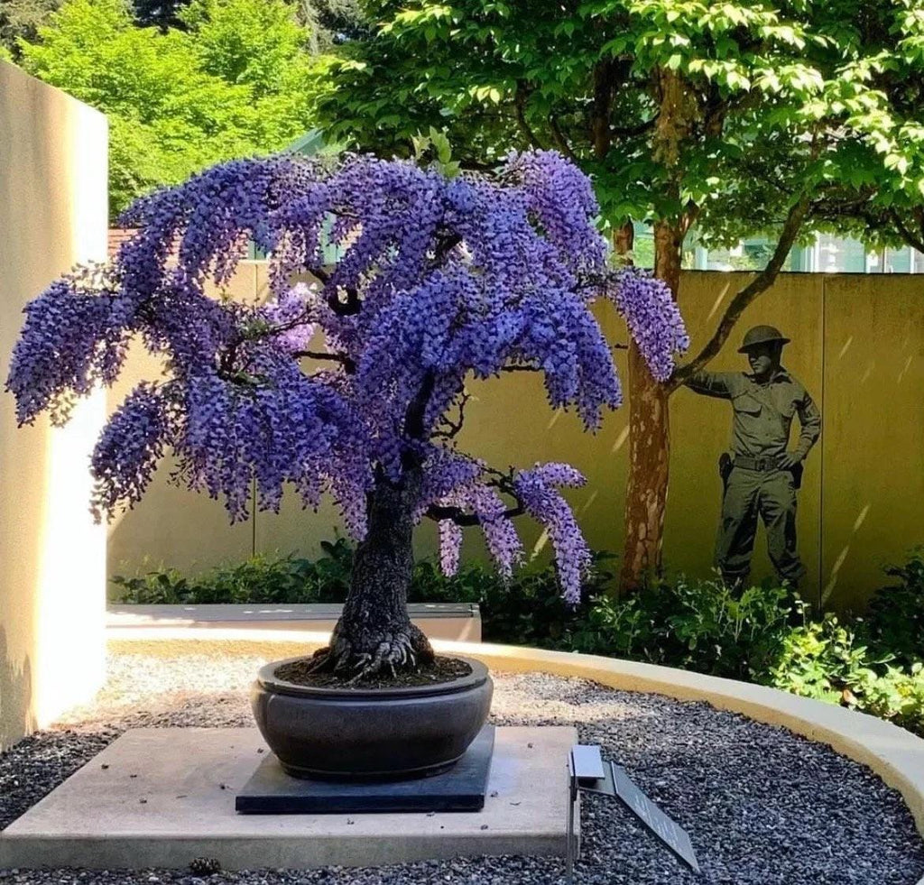 3 Bonsai Tree Species Seeds, Easy to Grow Perennials, Pink Cherry Blossom Sakura, Red Maple and Purple Blue Wisteria, Package Deal Gift Set