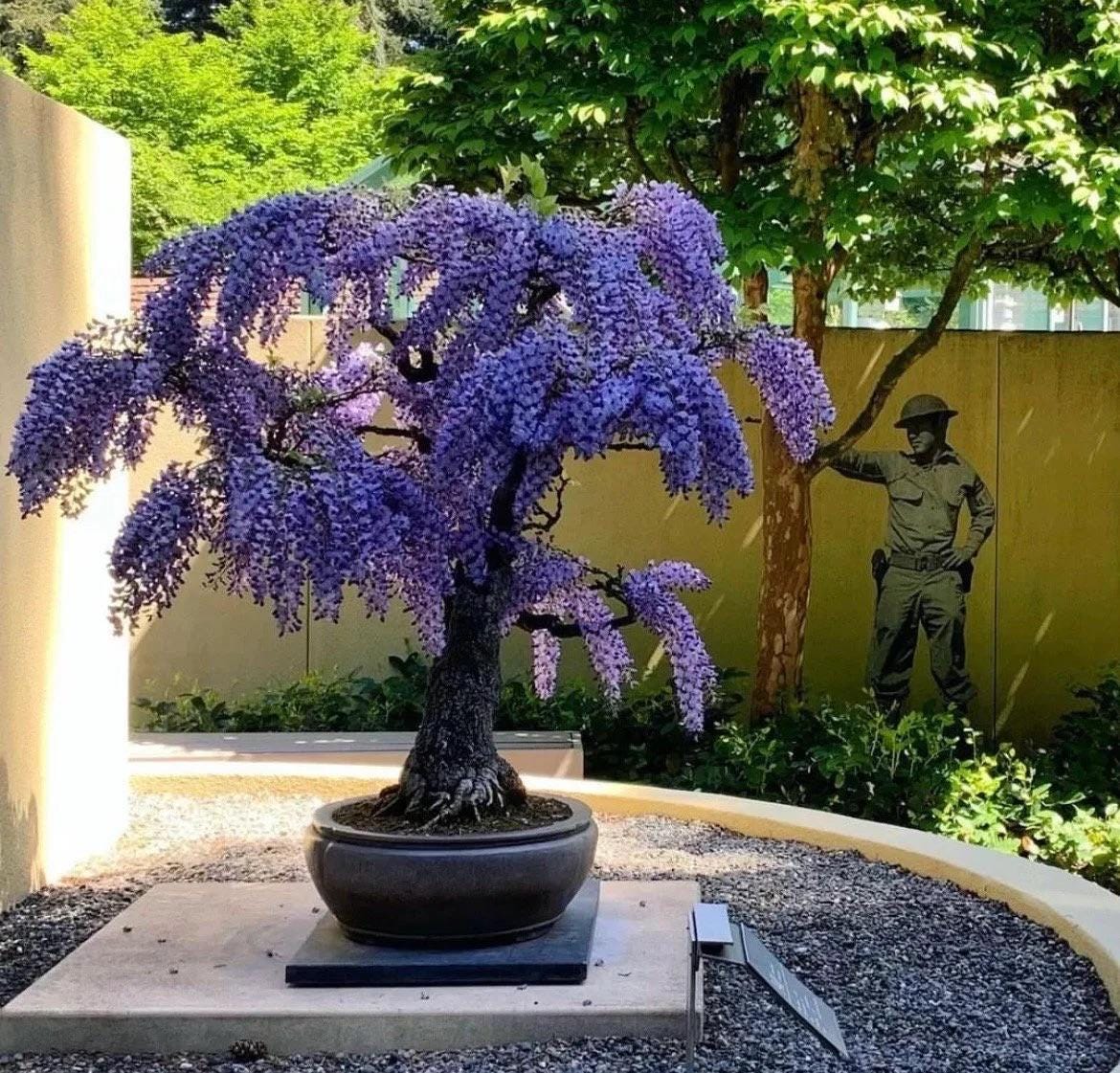 3 Bonsai Tree Species Seeds, Easy to Grow Perennials, Pink Cherry Blossom Sakura, Red Maple and Purple Blue Wisteria, Package Deal Gift Set