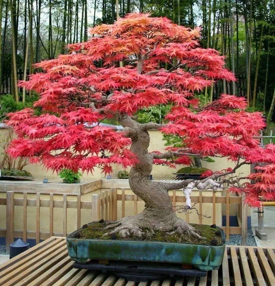 3 Bonsai Tree Species Seeds, Easy to Grow Perennials, Pink Cherry Blossom Sakura, Red Maple and Purple Blue Wisteria, Package Deal Gift Set