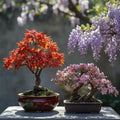 3 Bonsai Tree Species Seeds, Easy to Grow Perennials, Pink Cherry Blossom Sakura, Red Maple and Purple Blue Wisteria, Package Deal Gift Set