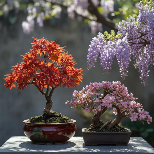 3 Bonsai Tree Species Seeds, Easy to Grow Perennials, Pink Cherry Blossom Sakura, Red Maple and Purple Blue Wisteria, Package Deal Gift Set